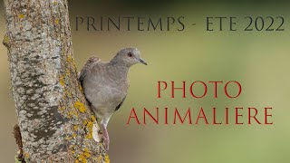 Photo animalière printemps été 2022 [upl. by Elmo]