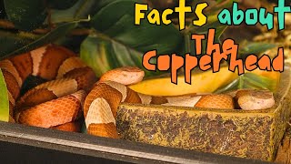 Unveiling the Secrets of the Copperhead Pit Viper [upl. by Naletak]