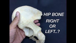 Hip Bone  1 How to Study  ilium Ischium and Pubis  Dr Pawan nagar [upl. by Nohsid]