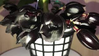 ORCHID Blooming Monnierara Millenium Magic 101223 [upl. by Amikahs]