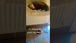 chat drôle et intelligenteje ronflecatcute funnyshortvideos shortsyoutube 😻❤️ [upl. by Nedearb]