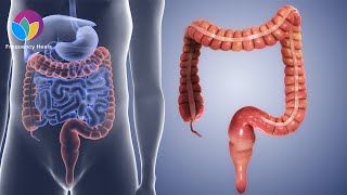 Large Intestine Tonic  Improve Gut Health amp Increase Bowel Movements [upl. by Aikemet800]