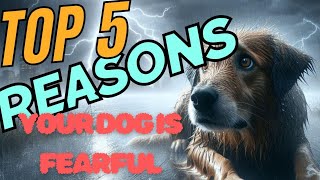 Top 5 Reasons Your Dog is FEARFUL 🐾🐕💓 dogfacts doglover [upl. by Dorthea599]