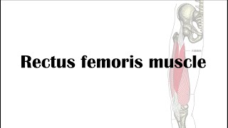 Rectus femoris muscle palpation and projection [upl. by Bal360]