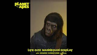 1968 Planet of the Apes GORILLA mannequin [upl. by George185]