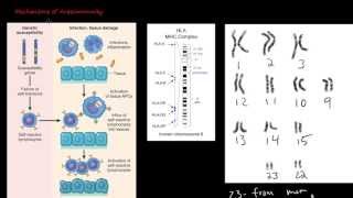 86P Mechanisms of Autoimmunity [upl. by Rehpotsyrhc]