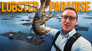 Vietnams Lobster kingdom 5000 Floating Lobster Farms  How Do They Even Work [upl. by Ahslek]