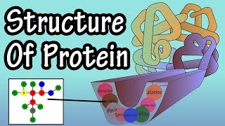 Protein  Structure Of Protein  What Is Protein Made Of  Structure Of Amino Acids Building Blocks [upl. by Onitrof]