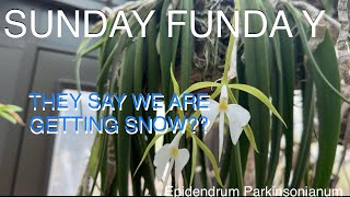 SUNDAY FUNDAY  EPIDENDRUM PARKINSONIANUM IN BLOOM amp They said SNOW this week orchids [upl. by Sells988]