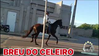 BREU DO CELEIROmangalargamachadormangalargadobrasilmangalargadeeliteviralvideo [upl. by Nnoj]