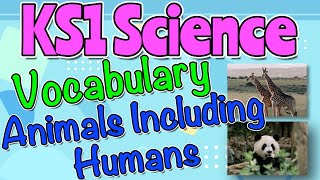 ANIMALS INCLUDING HUMANS KS1 SCIENCE VOCABULARY by Miss Ellis sciencevocabulary [upl. by Hosea]