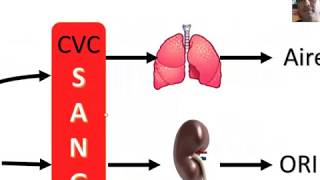 Pedículo Renal [upl. by Urbai]