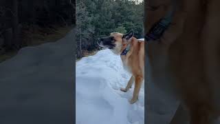 Snow dog in Colorado [upl. by Latif]