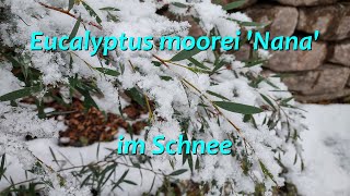 Eucalyptus moorei Nana im Schnee [upl. by Cleo269]