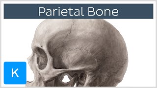 Parietal Bone  Definiton Location amp Sutures  Human Anatomy  Kenhub [upl. by Tye]