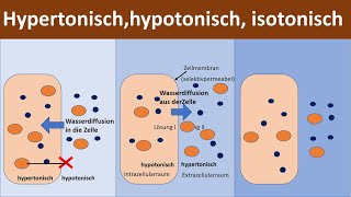 Hypertonisch  Hypotonisch  Isotonisch Konzentrationen von Lösungen  Klausurtipp  Biologie [upl. by Karlene199]