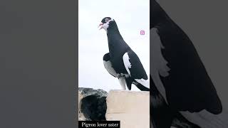 pigeon lover sster 212 youtubepigeon🕊️🤗🕊️ [upl. by Hoehne]