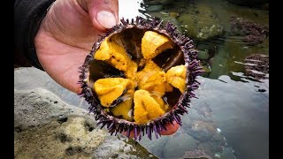 Catch and SUSHI Ep2 UNI Sea Urchin [upl. by Ahsilrak]