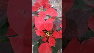 Beautiful Red Poinsettia homedecor plants garden indoorplants gardening red tamatar flowers [upl. by Maximilianus280]