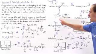 Conversion of Fatty Acids into Acetyl Coenzyme A [upl. by Fortna]