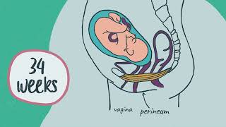 When to start and how to do perineal massage [upl. by Cressy]