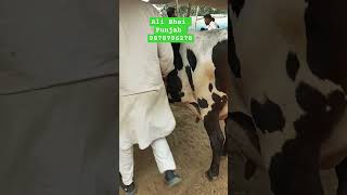 Mix breed cow sale Armaan dairy farm Mandi Dabwali call me98787 96278 all India delivery [upl. by Ailbert]