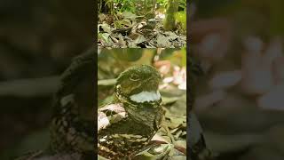 Nightjar yawns bird wildlife nightjar camouflage [upl. by Macegan]