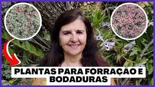 Plantas para forração e bordaduras de jardins [upl. by Critta]