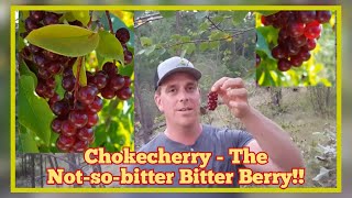 Chokecherry  Wild Edible Berry Identification and Description [upl. by Llewop]