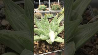 Haworthia Magnifica var Acuminata cv Grey Ghost succulent haworthia [upl. by Rube]