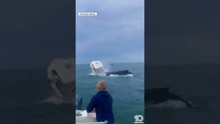 Breaching whale capsizes boat off NewHampshire coast [upl. by Irfan]