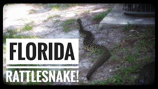 Monster Eastern Diamondback Rattlesnake in backyard Palm Coast Florida 🐍 [upl. by Slyke]