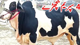 Pure Cholistani Bachre Bachrian Nukre Gulabi Qurbani Mal Near Luddan Mandi  Global Village Farming [upl. by Langan]