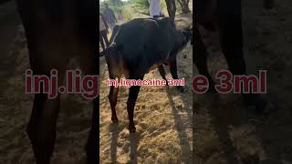 MPD operates शरणचिटक cow vet veteran farming vetstudent veterinary animalshorts [upl. by Nefen]