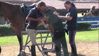 Ippoterapia con i poliziotti a cavallo [upl. by Almond]