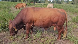 Back From Greg Judys Fall Grazing School Checking On The Cows [upl. by Dorice]