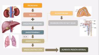 Sistema Renina Angiotensina Aldosterona [upl. by Germano]