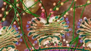 🔴This animation shows the Golgi apparatusin  கொல்கிச்சிக்களில் மூலக்கூறுகள் அசைவை காட்டுகிறது [upl. by Portuna]