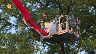 Schuttingen en bomen niet bestand tegen windhoos in De Moer [upl. by Tyree]