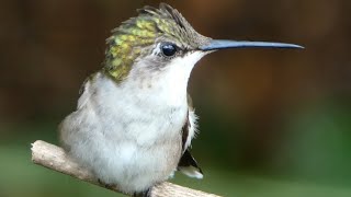 Ruby throated hummingbird  call  song wing sounds  cute activities [upl. by Showker]