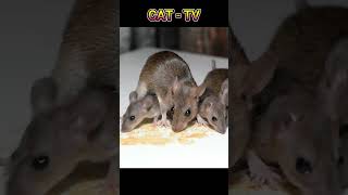 CAT TV  Mouse Sounds for Cats Shorts CatTV MouseSounds [upl. by Razatlab]