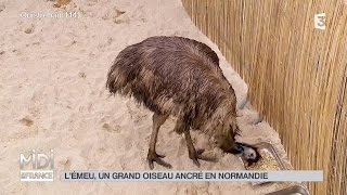 ANIMAUX  Lémeu un grand oiseau ancré en Normandie [upl. by Lillith561]