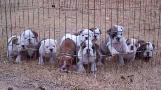 Dog pile English Bulldog puppies sleeping [upl. by Teferi]