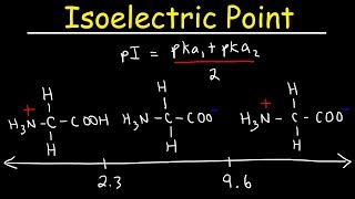 How To Calculate The Isoelectric Point of Amino Acids and Zwitterions [upl. by Frazer]