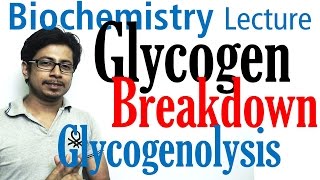 Glycogen breakdown  glycogen metabolism lecture 2 [upl. by Oirom]