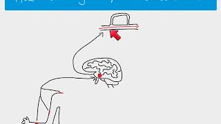 A2 Biology  Homeostasis overview [upl. by Ennylyak324]