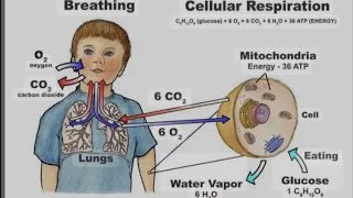 Revision of Respiration and Breathing Ch3 [upl. by Pelaga]