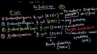 Escherichia coli infection [upl. by Lurette105]