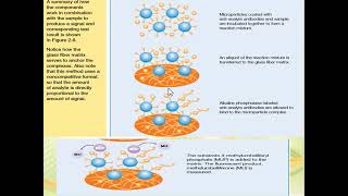 Microparticle Enzyme Immunoassay MEIA [upl. by Etterb]