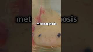 5 MindBlowing Facts About Axolotls [upl. by Einahpehs640]